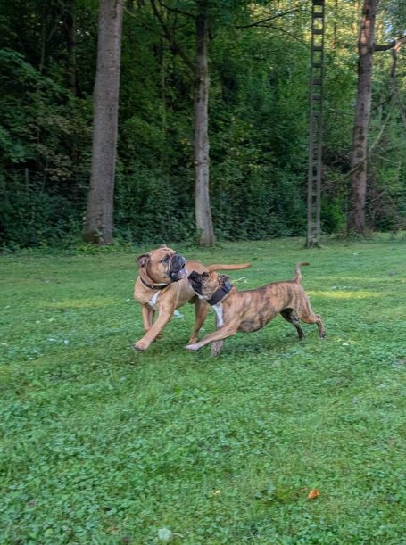 Koda und Hedi