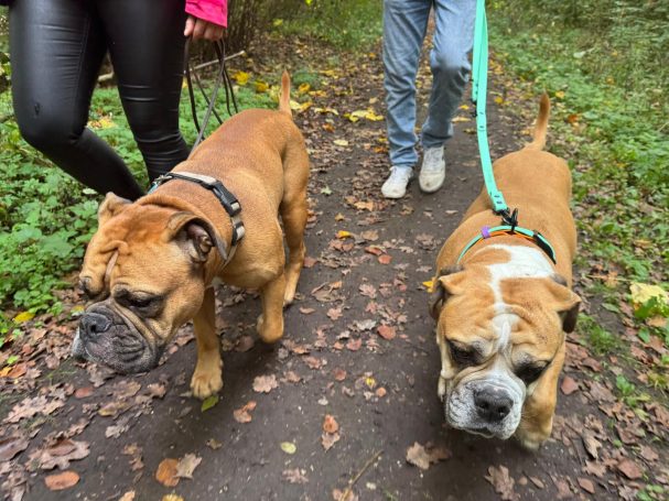Koda und Boomer